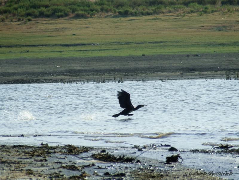 giovane cormorano